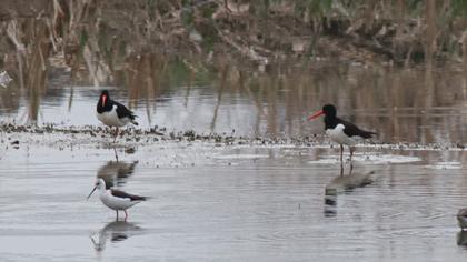 Eurasian Oystercatcher