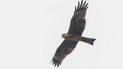 Black Kite