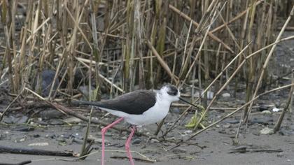 Black-winged Stilt