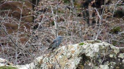 Blue Rock Thrush