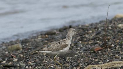 Common Greenshank