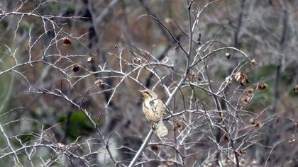 Eurasian Wryneck