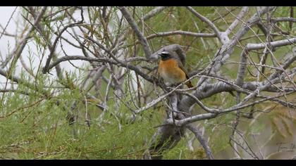 Common Redstart