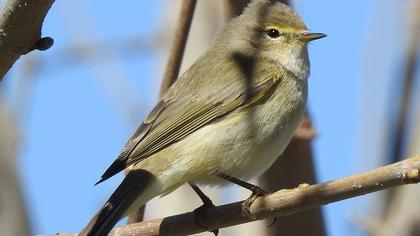 Common Chiffchaff