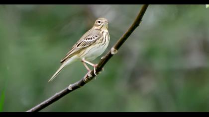Tree Pipit