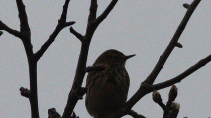 Meadow Pipit