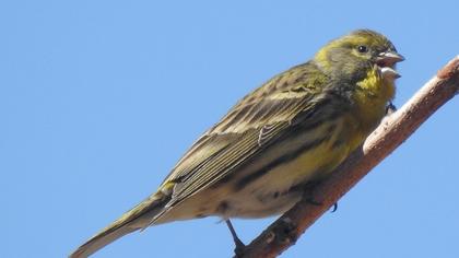 European Serin