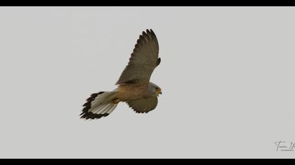 Lesser Kestrel
