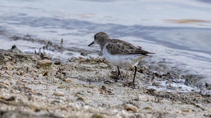 Little Stint