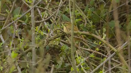 Sedge Warbler