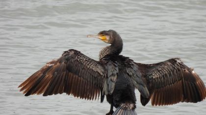 Great Cormorant