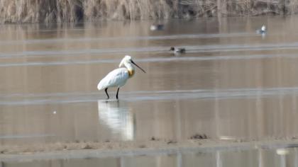 Eurasian Spoonbill