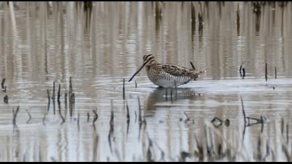 Common Snipe