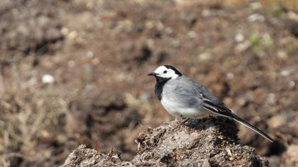 White Wagtail