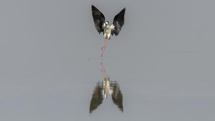 Black-winged Stilt
