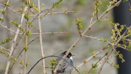 Sardinian Warbler