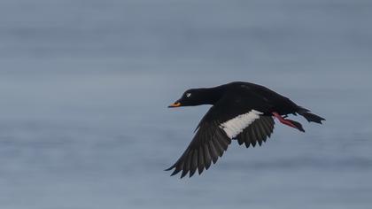 Velvet Scoter