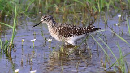 Wood Sandpiper