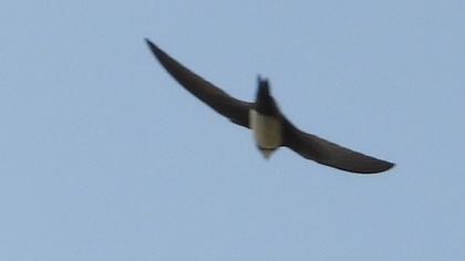 Alpine Swift