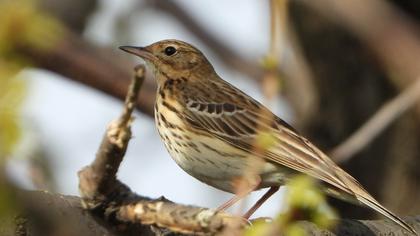 Tree Pipit