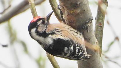 Lesser Spotted Woodpecker