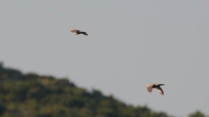 Eurasian Collared Dove