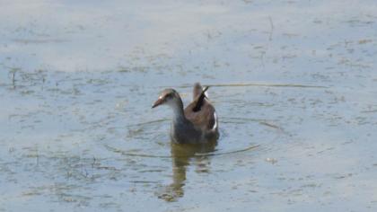 Common Moorhen
