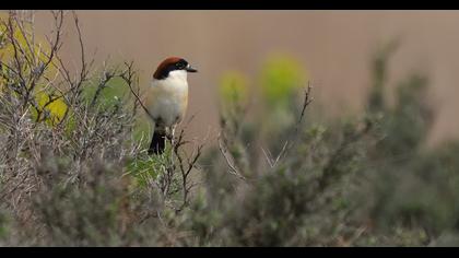 Woodchat Shrike