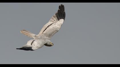 Montagu`s Harrier