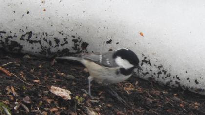 Coal Tit