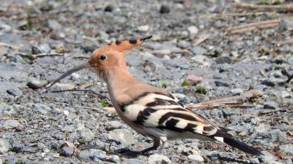 Eurasian Hoopoe