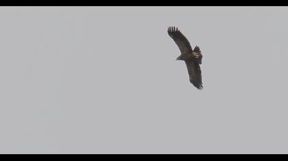 Lesser Spotted Eagle