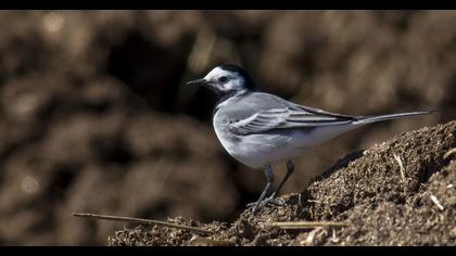 White Wagtail