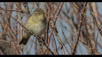 Common Chiffchaff