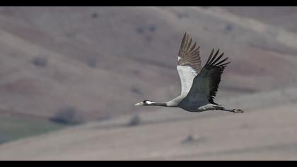 Common Crane