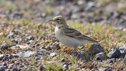 Greater Short-toed Lark