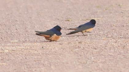 Barn Swallow