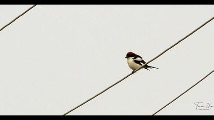 Woodchat Shrike