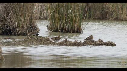 Common Snipe