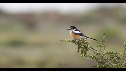 Masked Shrike