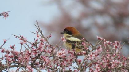 Kızılbaşlı örümcekkuşu