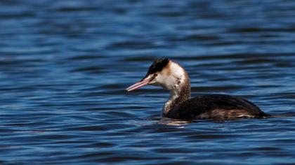 Great Crested Grebe