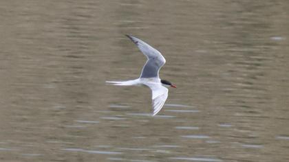 Common Tern