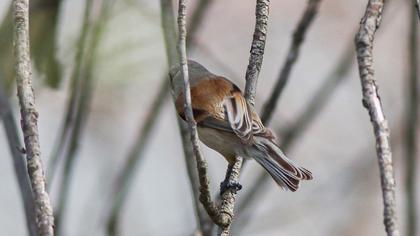 Eurasian Penduline Tit