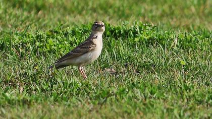 Greater Short-toed Lark