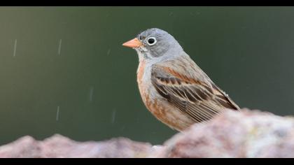 Grey-necked Bunting