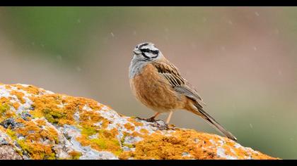 Rock Bunting