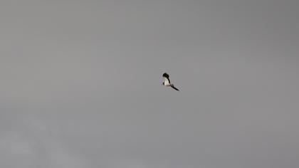 Northern Lapwing
