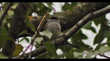 Eurasian Blackcap