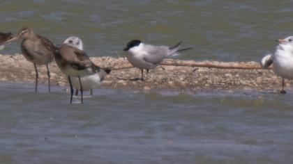 Gull-billed Tern